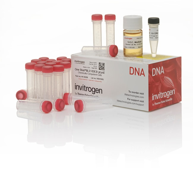 Invitrogen&amp;trade;&amp;nbsp;One Shot&amp;trade; BL21(DE3)pLysE Chemically Competent &lt;i&gt;E. coli&lt;/i&gt;