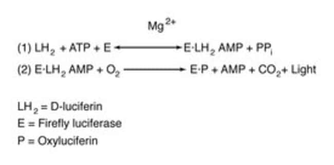 BD&nbsp;Sel de potassium D-Luciferin