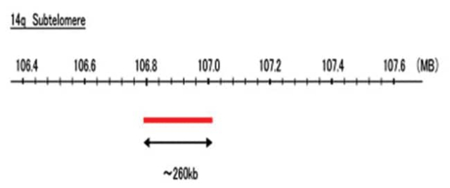 Abnova&amp;trade;&amp;nbsp;Sonde FISH subtélomère 14q (Texas Red)