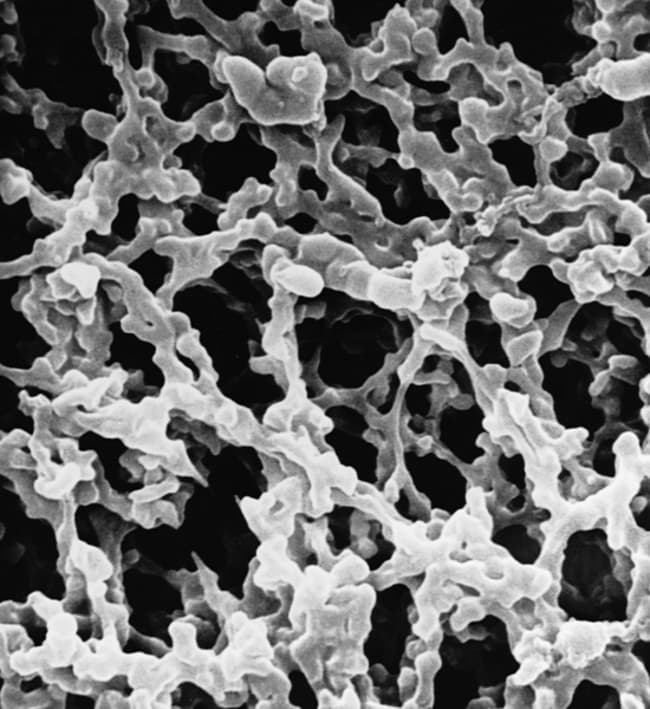 Merck Membranes de transfert en NC Immobilon