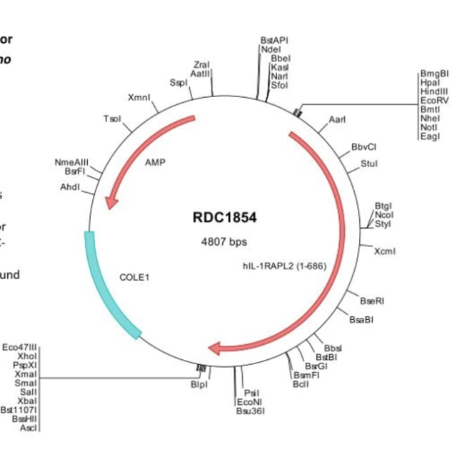 R&amp;amp;D Systems&amp;trade;&amp;nbsp;Human IL1RAPL2 (NP_059112) VersaClone cDNA