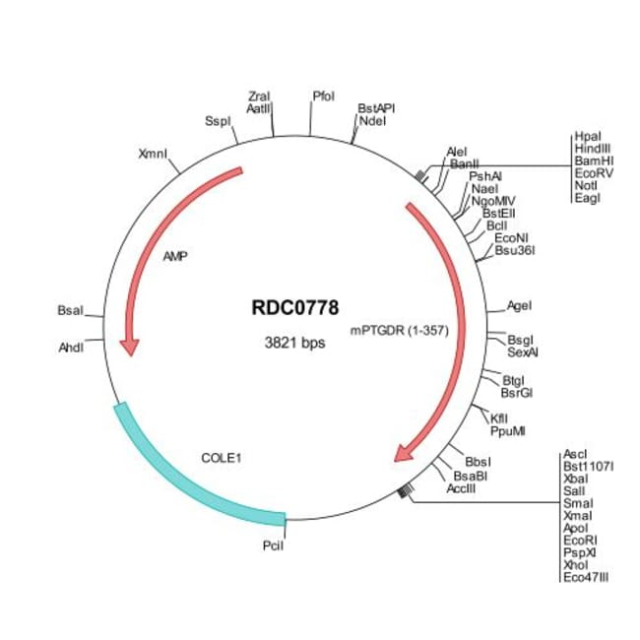 R&amp;amp;D Systems&amp;trade;&amp;nbsp;Mouse PTGDR (NP_032988) VersaClone cDNA