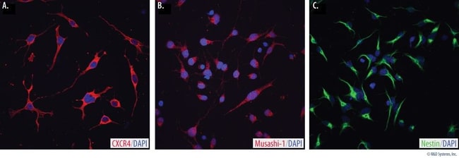 R&amp;D Systems&trade;&nbsp;Human/Mouse/Rat Neural Progenitor Cell Marker Antibody Panel