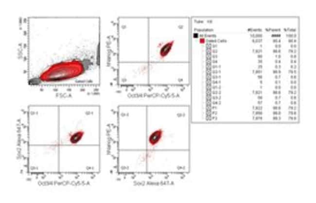 BD Kit d’analyse du facteur de transcription des cellules souches pluripotentes humaines