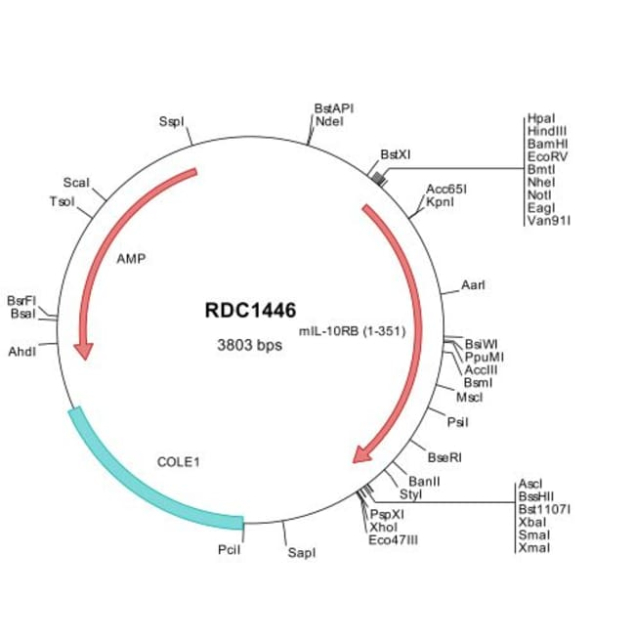 R&amp;amp;D Systems&amp;trade;&amp;nbsp;Mouse IL-10 R beta (NP_032375) VersaClone cDNA