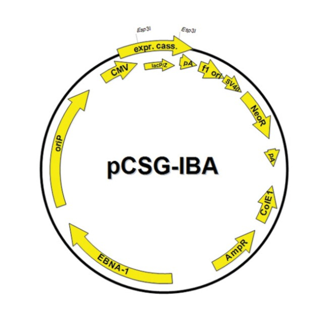 IBA Lifesciences&nbsp;Vecteur d’expression mammifère sans sécrétion