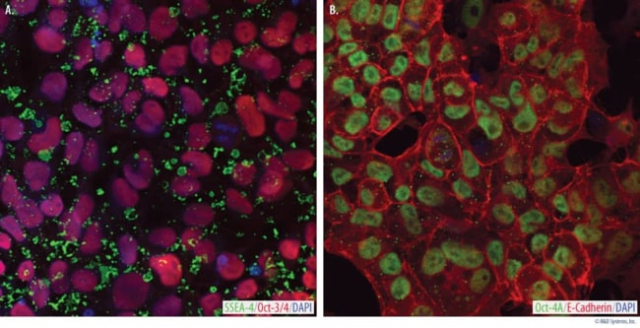 R&amp;amp;D Systems&amp;trade;&amp;nbsp;Mouse Embryonic Fibroblast (MEF) Conditioned Media