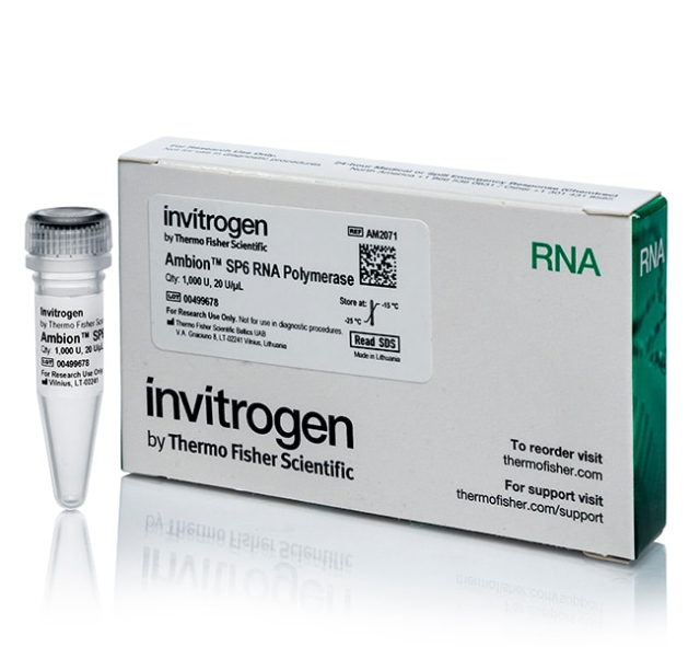 Invitrogen&amp;trade;&amp;nbsp;Ambion&amp;trade; SP6 RNA Polymerase, cloned, 20 U/&amp;mu;L