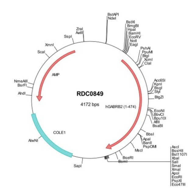 R&amp;amp;D Systems&amp;trade;&amp;nbsp;Human GABA-A R beta 2 (NP_000804) VersaClone cDNA