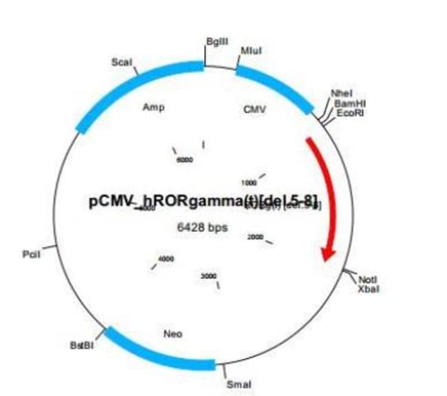 Novus Biologicals&trade;&nbsp;ROR gamma (t) [del. 5-8] Plasmid