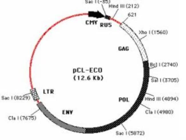 Novus Biologicals&trade;&nbsp;pCL-Eco Retrovirus Packaging Vector