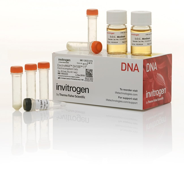 Invitrogen&amp;trade;&amp;nbsp;ElectroMAX&amp;trade; DH10B T1 Phage-Resistant Competent Cells