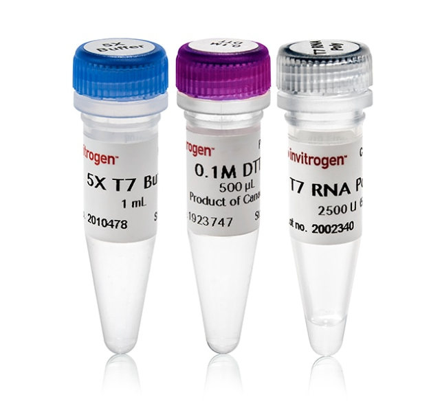 Invitrogen&amp;trade;&amp;nbsp;T7 RNA Polymerase