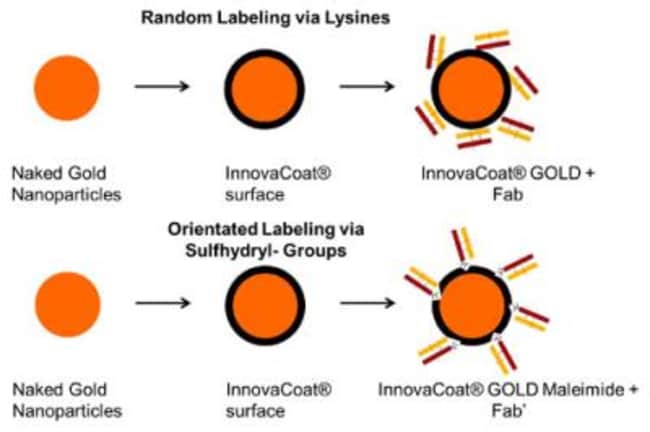 Novus Biologicals&trade;&nbsp;Kit de marquage d’anticorps InnovaCoat (R) Gold - 20nm Midi Maleimide