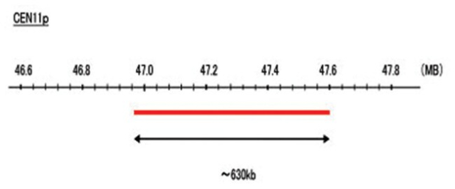 Abnova&amp;trade;&amp;nbsp;Sonde FISH CEN11p (R6G)