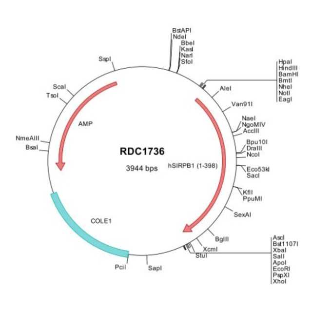 R&amp;amp;D Systems&amp;trade;&amp;nbsp;Human SIRP beta 1/CD172b (NP_006056) VersaClone cDNA