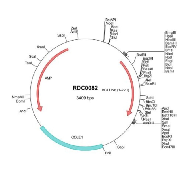 R&amp;amp;D Systems&amp;trade;&amp;nbsp;Human Claudin-6 (AAK02013) VersaClone cDNA