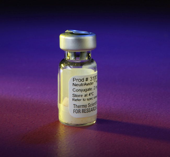 Thermo Scientific&trade;&nbsp;Protéine NeutrAvidin, HRP