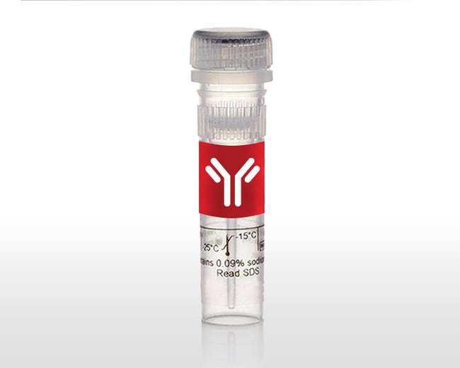 Invitrogen™ Human DDIT4 Synthetic Peptide