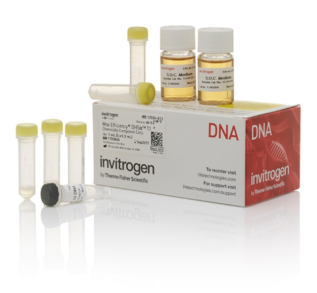 Invitrogen&amp;trade;&amp;nbsp;MAX Efficiency&amp;trade; DH5&amp;alpha;-T1&lt;sup&gt;R&lt;/sup&gt; Competent Cells