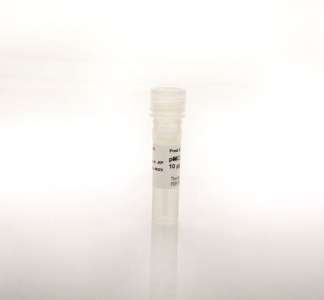 Thermo Scientific&amp;trade;&amp;nbsp;pMCS Tluc16-DD Hygro Vector for Luciferase Assays