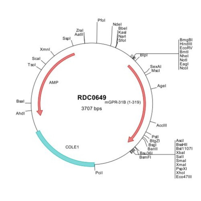 R&amp;amp;D Systems&amp;trade;&amp;nbsp;Mouse GPR31 (NP_001013854) VersaClone cDNA