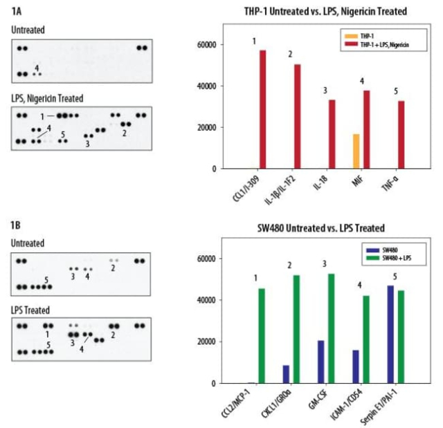 R&amp;amp;D Systems&amp;trade;&amp;nbsp;Proteome Profiler Human Cytokine Array Kit