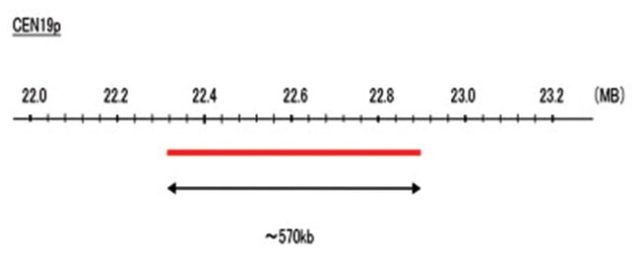 Abnova&amp;trade;&amp;nbsp;Sonde CEN19p (Cy5) FISH