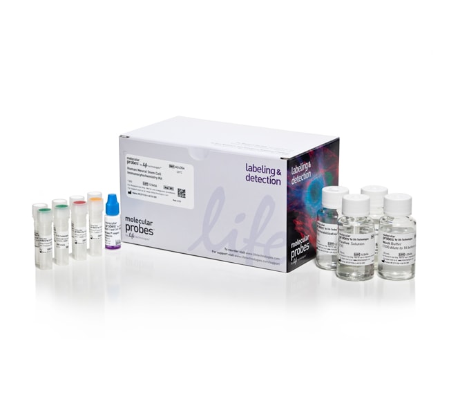 Molecular Probes&trade;&nbsp;Human Neural Stem Cell Immunocytochemistry Kit