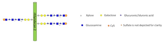 R&amp;D Systems&trade;&nbsp;Cy5 Labeled Heparan Sulfate Proteoglycan (Cy5-HSPG)