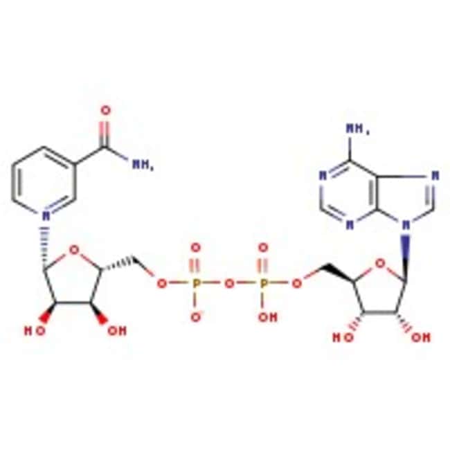 bêta-nicotinamide adénine dinucléotide, Thermo Scientific™