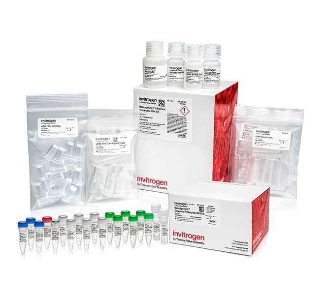 Invitrogen™ MessageAmp™ II-Bacteria RNA Amplification Kit