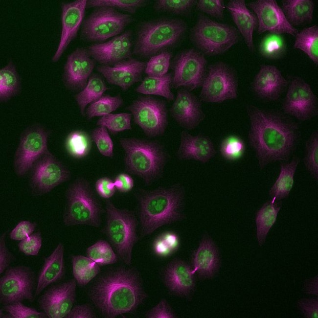 Proteintech&trade;&nbsp;FlexAble CoraLite&trade; 488 Antibody Labeling Kit for Mouse IgG1