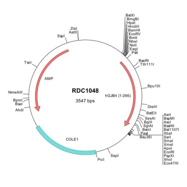 R&amp;amp;D Systems&amp;trade;&amp;nbsp;Human Connexin 30.3/GJB4 (NP_694944) VersaClone cDNA