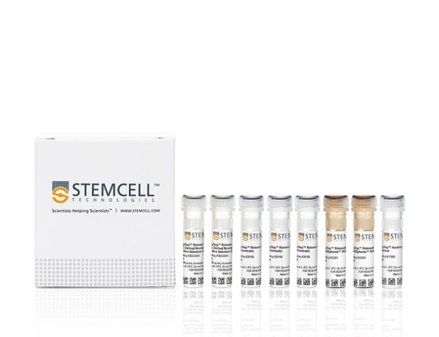 STEMCELL Technologies&amp;nbsp;EasySep&amp;trade; Release Human PSC-Derived Neural Crest Cell Positive Selection Kit