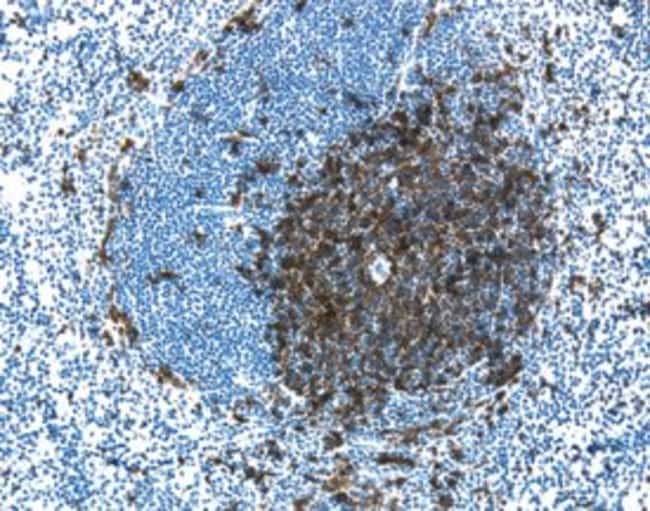 BD&nbsp;Kit de détection d’anti-Ig HRP de rat