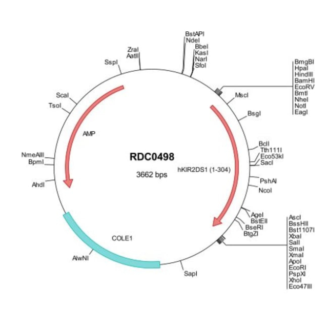 R&amp;amp;D Systems&amp;trade;&amp;nbsp;Human KIR2DS1/CD158h (NP_055327) VersaClone cDNA