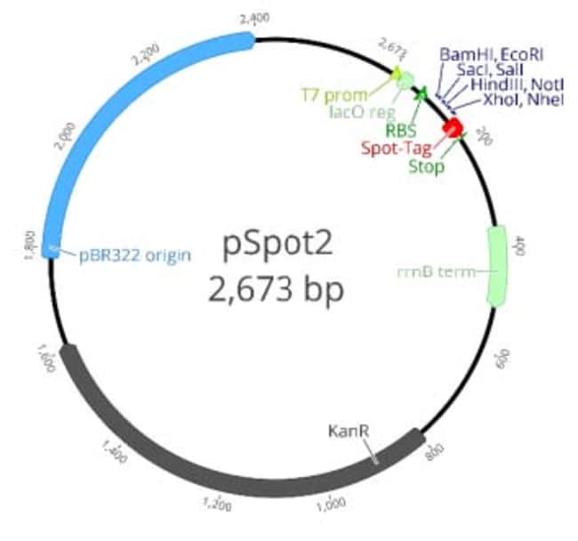 Proteintech&nbsp;Vecteur ChromoTek pSpot2
