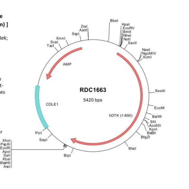 R&amp;amp;D Systems&amp;trade;&amp;nbsp;Human Tyro3/Dtk (NP_006284) VersaClone cDNA