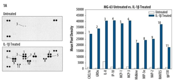 R&amp;amp;D Systems&amp;trade;&amp;nbsp;Proteome Profiler Human Chemokine Array Kit