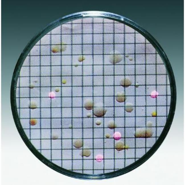 Sartorius Stedim Biotech&trade;&nbsp;Ensembles de tampon nutritif pour E. coli, coliformes et entérobactéries