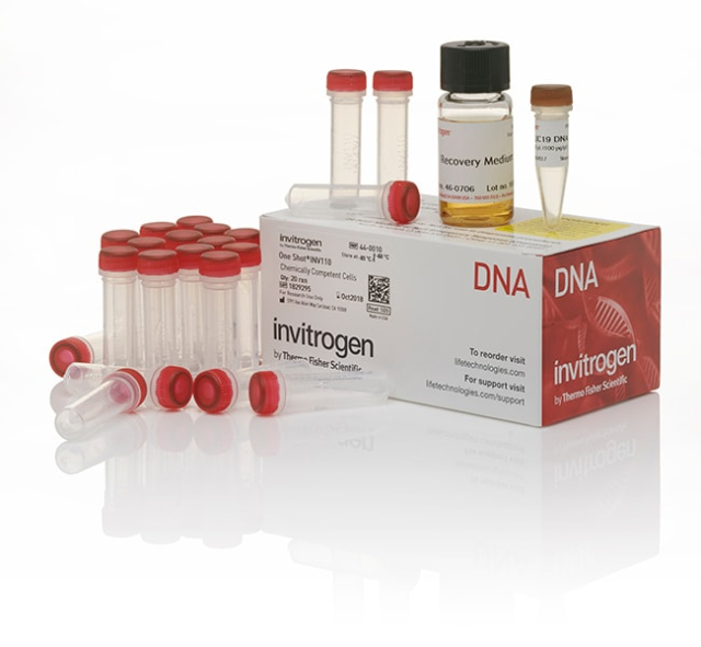 Invitrogen&amp;trade;&amp;nbsp;One Shot&amp;trade; INV110 Chemically Competent &lt;i&gt;E. coli&lt;/i&gt;