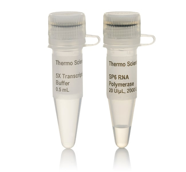 Thermo Scientific&amp;trade;&amp;nbsp;SP6 RNA Polymerase (20 U/&amp;mu;L)