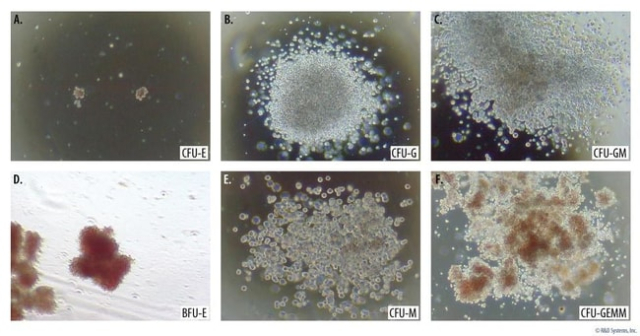 R&amp;amp;D Systems&amp;trade;&amp;nbsp;Human Methylcellulose Complete Media Without Epo