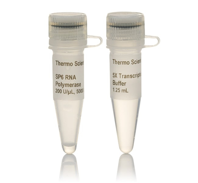 Thermo Scientific&amp;trade;&amp;nbsp;SP6 RNA Polymerase, HC (&amp;ge;100 U/&amp;mu;L)