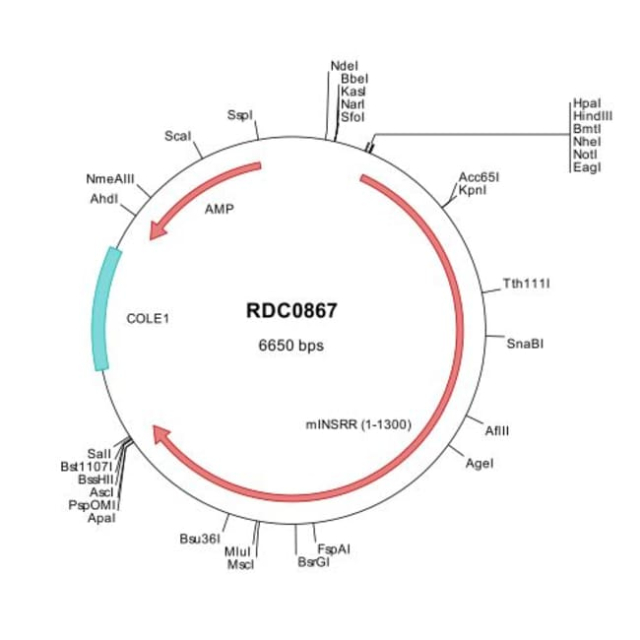 R&amp;amp;D Systems&amp;trade;&amp;nbsp;Mouse INSRR (NP_035962) VersaClone cDNA