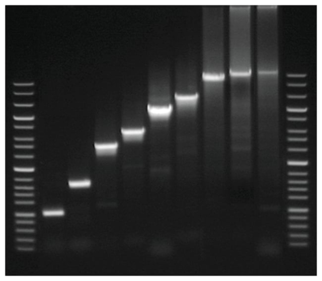 Thermo Scientific&amp;trade;&amp;nbsp;Pfu DNA Polymerase