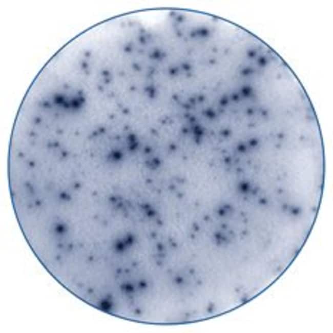 R&amp;D Systems&trade;&nbsp;Human Granzyme B ELISpot Kit