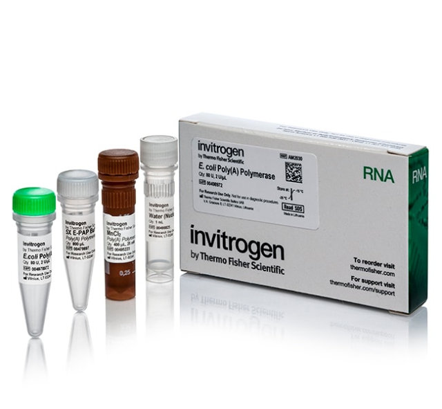 Invitrogen&amp;trade;&amp;nbsp;Poly(A) Polymerase (cloned) 2 U/&amp;mu;L