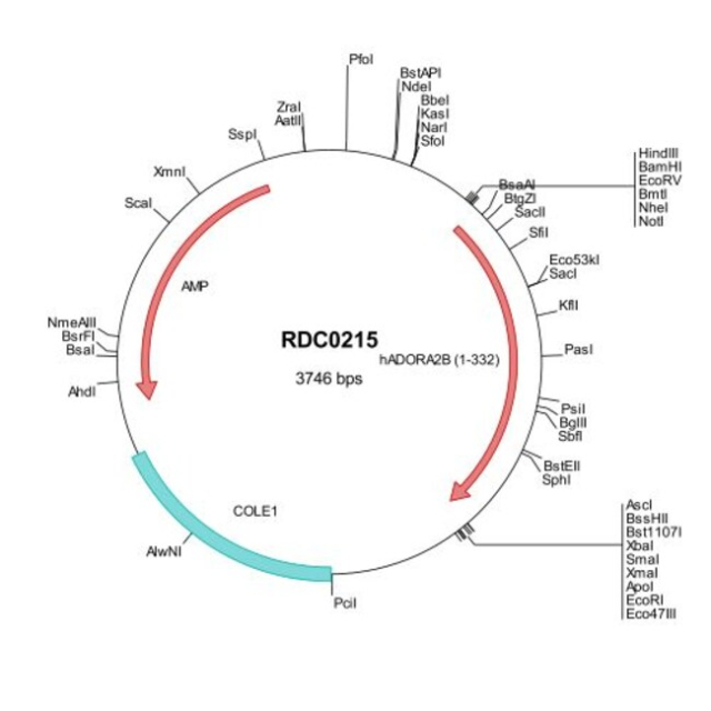 R&amp;amp;D Systems&amp;trade;&amp;nbsp;Human Adenosine A2b R (NP_000667) VersaClone cDNA